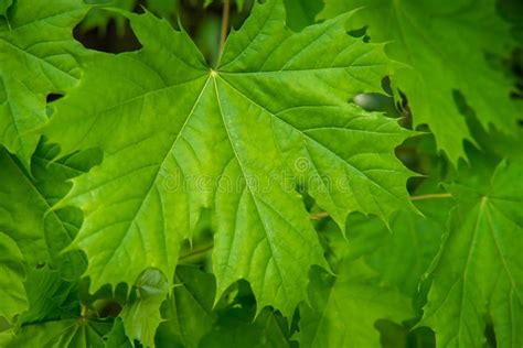 Green Maple Tree Leaves stock image. Image of springtime - 118904197