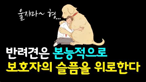 반려견은 본능적으로 보호자의 슬픔을 위로한다 강아지감정 Youtube