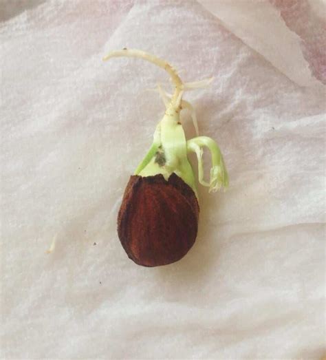 Ultimate Guide to Planting Peach Seeds - Plants Craze