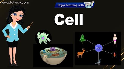 Cell Introduction To Cell Cell Theory Cell Structure Basic