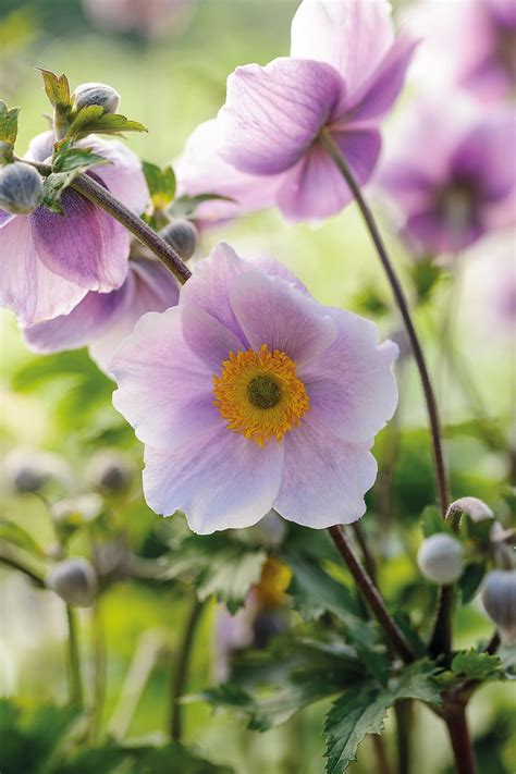 Anemones: how to grow them and which to plant - Gardens Illustrated