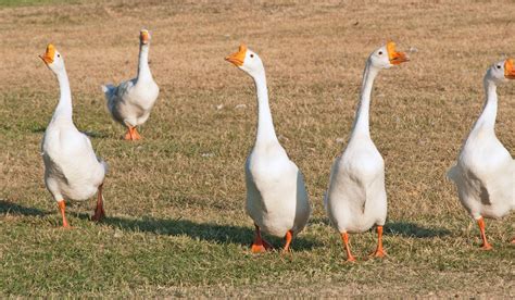 Chinese Goose Breed Profile Farmhouse Guide