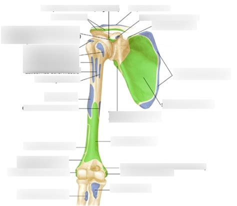 Origins And Insertions Anterior Shoulder Diagram Quizlet