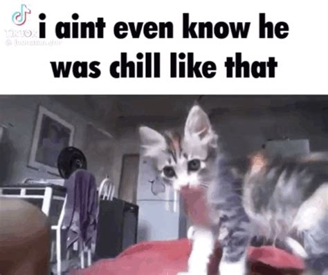 Chill Cat Chill Cat Chill Like That Discover Share GIFs