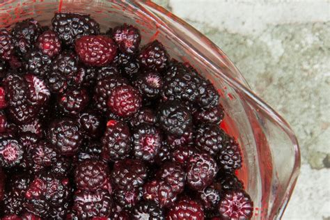 Black Raspberries Are Not The Same As Blackberries Backyard Forager