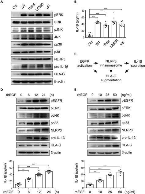 Mapks Phosphorylation Nlrp Inflammasome Activation And Hla G