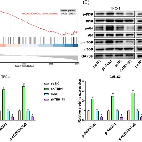 Tbk Activates Pi K Akt Mtor Pathway In Thyroid Cancer A Gsea