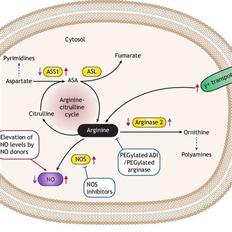 A Schematic Illustration Of Arginine Metabolism Outside Of The Liver