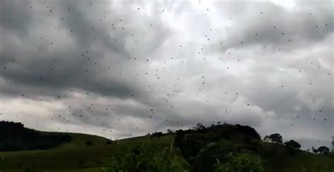 Chuva De Aranhas Assusta Moradores No Sul De Minas