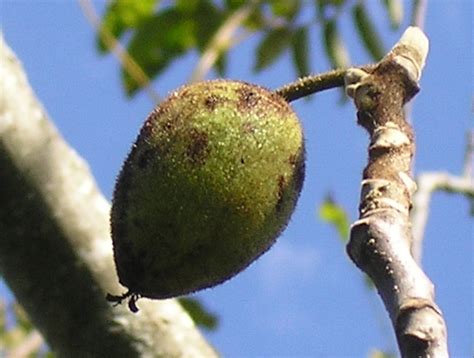 The Different Walnut Tree Species