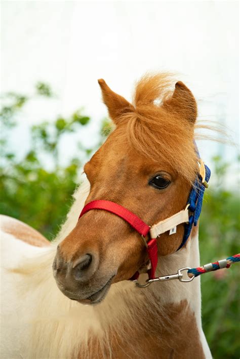 Mini Ponies @ the Track - Meadowlands Racing & Entertainment ...