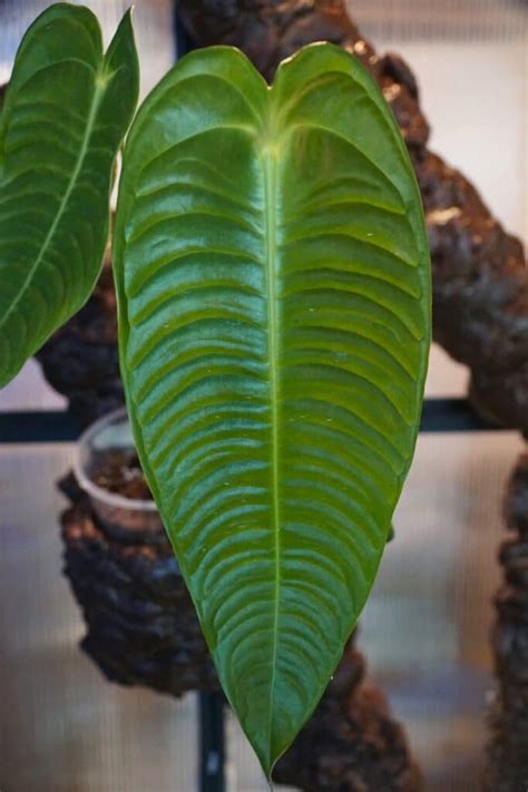 Anthurium Veitchii Care Guide Just Houseplants