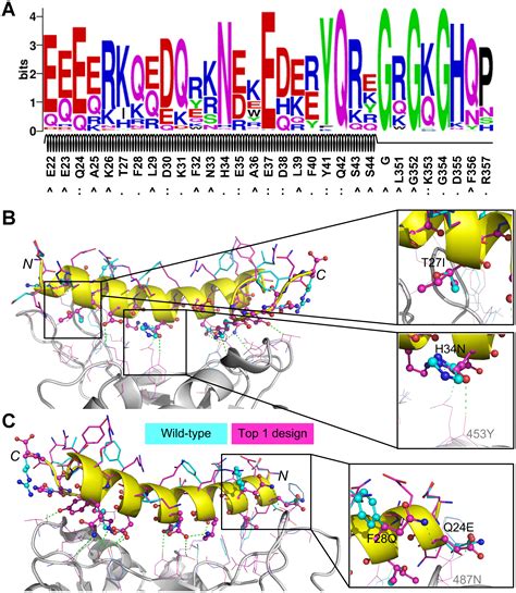 De Novo Design Of Protein Peptides To Block Association Of The SARS CoV