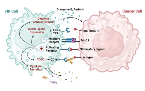 The Promise of NK Cell Therapeutics