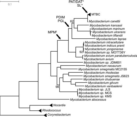 Mycobacteria Maximum Likelihood Tree Phylogenetic Analysis Is Based On Download Scientific