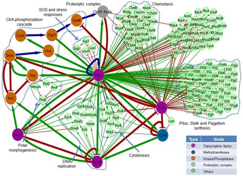 Regulatory Network For The Control Of The Cell Cycle In C Crescentus