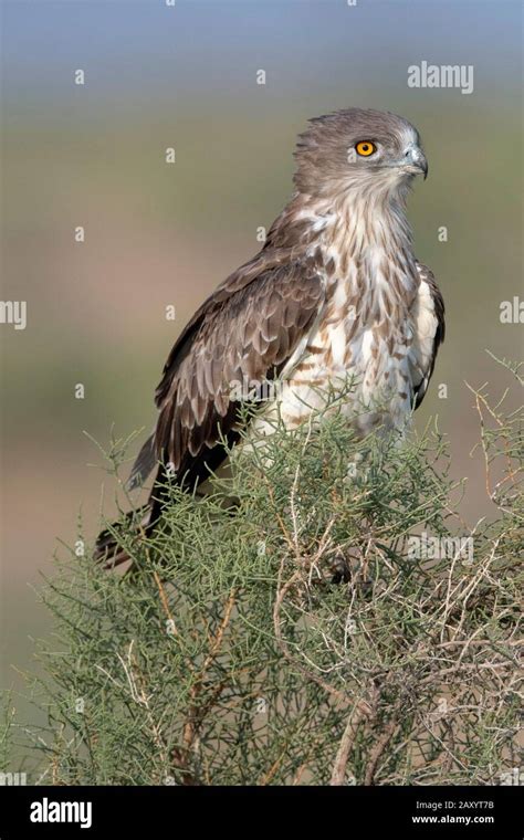 Short Toed Snake Eagle Circaetus Gallicus Desert National Park