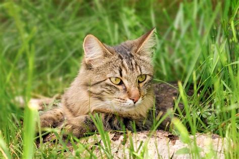 Gato Languidece En Celo Tumbado En El Suelo Lengua Fuera Mes Abierto