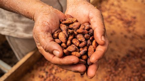 El Precio Del Cacao Se Dispara Ha Subido Un 135 En 2024