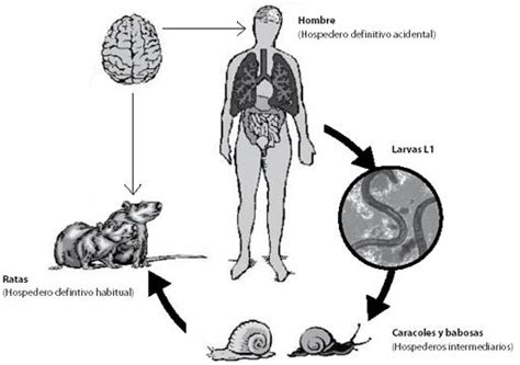 Microbiologia Y Parasitologia 2e Unpa Angiostrongylus Costaricensis