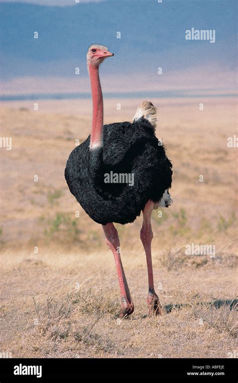 Male Masai Ostrich In Breeding Plumage With Bright Red Neck And Legs