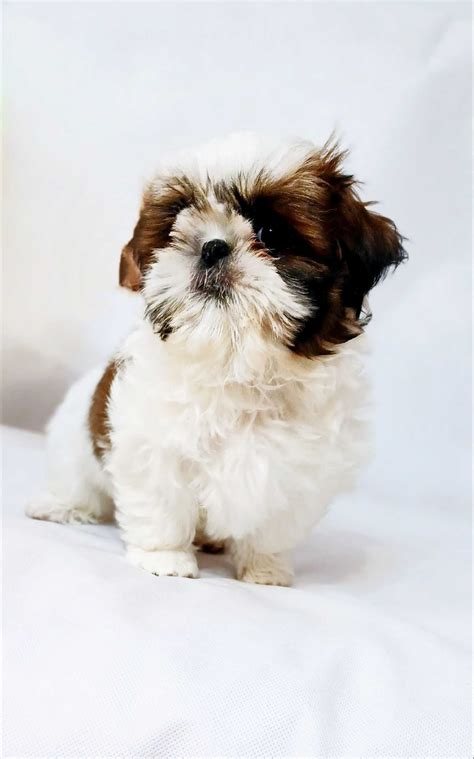 Shih tzu tricolor biała suczka z rodowodem Rzeszów OLX pl