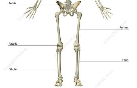 Lower Extremity Skeletal Anatomy