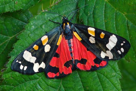 The Nhbs Guide To Common Uk Moth Identification