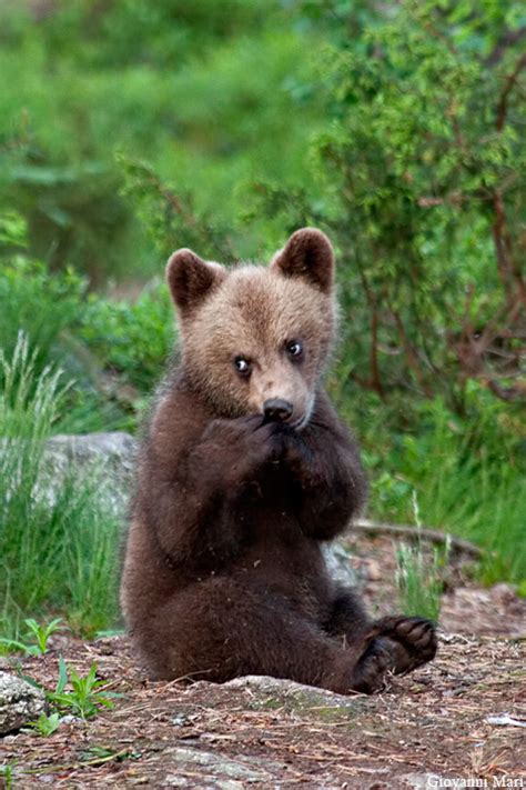 Brown Bear Cub Suomussalmi Finland A Photo On Flickriver