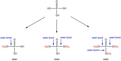 Ester - Chemistry LibreTexts