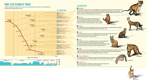 Evolution Of Cats Timeline