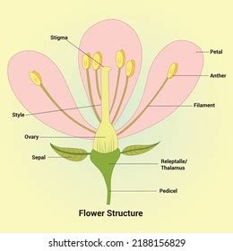 Flower Parts Diagram Photos, Images & Pictures | Shutterstock