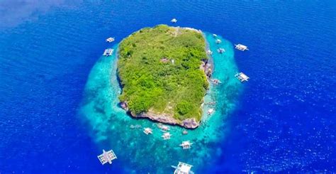 Cebu Tour Di Snorkeling Delle Sardine E Delle Tartarughe Di Moalboal