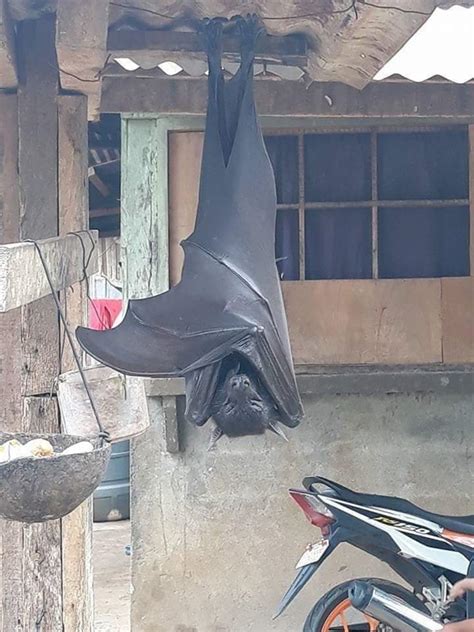 Giant Bats From the Philippines Scare People From Social Media