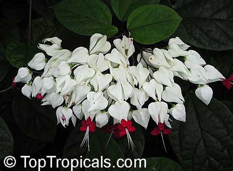 Clerodendrum thomsoniae, Bleeding heart, Glory bower, Clerodendron