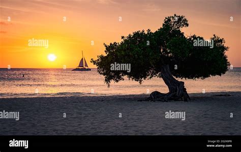 Sunset At Eagle Beach Aruba Divi Dive Trees On The Shoreline Of Eagle