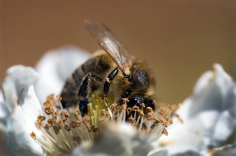 Honey Bee Black Berry Photograph By Gary Rose Fine Art America