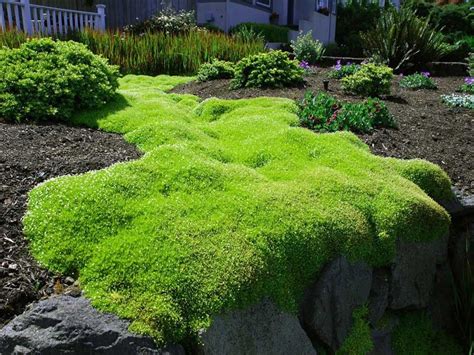 Irish Moss Ground Cover Images - ground cover good