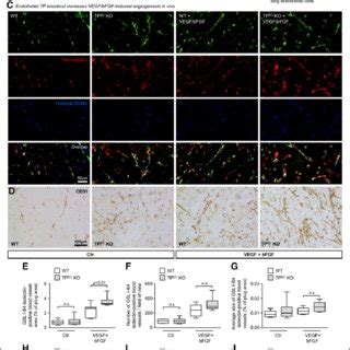 The Tp Thromboxane A Receptor Induces Morphological Changes