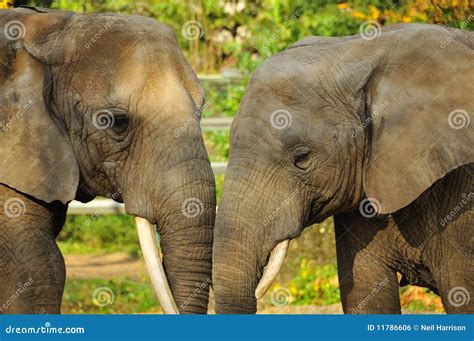 Affection Between Elephants Stock Photo Image Of Thick African 11786606