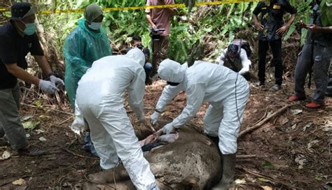 Pilu Seekor Gajah Sumatera Ditemukan Mati Di Kebun Karet Jambi