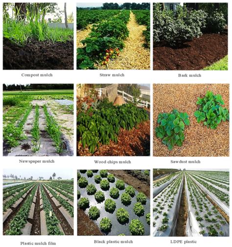 mulching  importance  mulching agricprofits