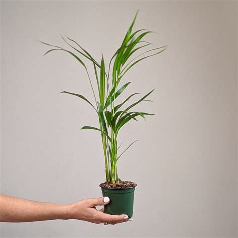 4″ Palm Areca – Plant Van