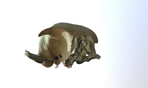 3d Model Photorealistic Scanned Small Skull Of Rodent Vr Ar Low