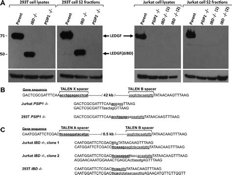 Characterization Of Jurkat And 293t Ko Cells A Immunoblotting For