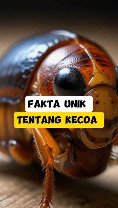 Fakta Unik Tentang Kecoa Facts Indonesia Ai Viral Shorts Youtube