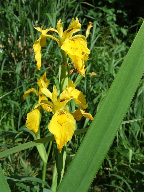 Blume Iris Sumpf Schwertlilie Kostenloses Foto Auf Pixabay Pixabay