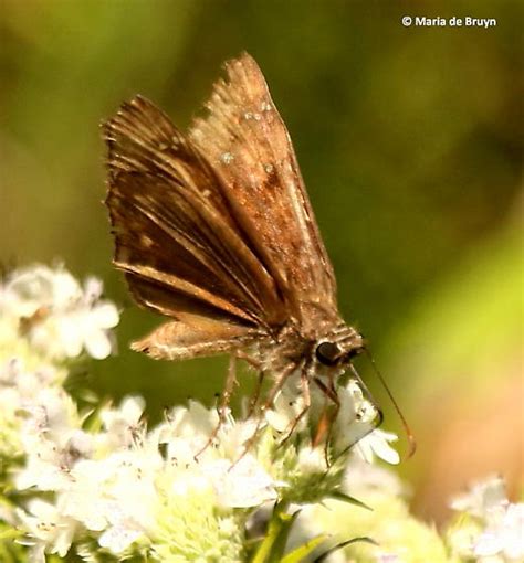 Horace S Duskywing Skipper Erynnis Horatius Bugguide Net