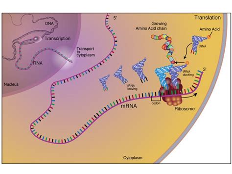 Fact Sheet: DNA-RNA-Protein – microBEnet: the microbiology of the Built ...