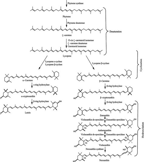 3 Carotenoids biosynthesis pathway. (Source: Kato et al. 2004; Yano et ...